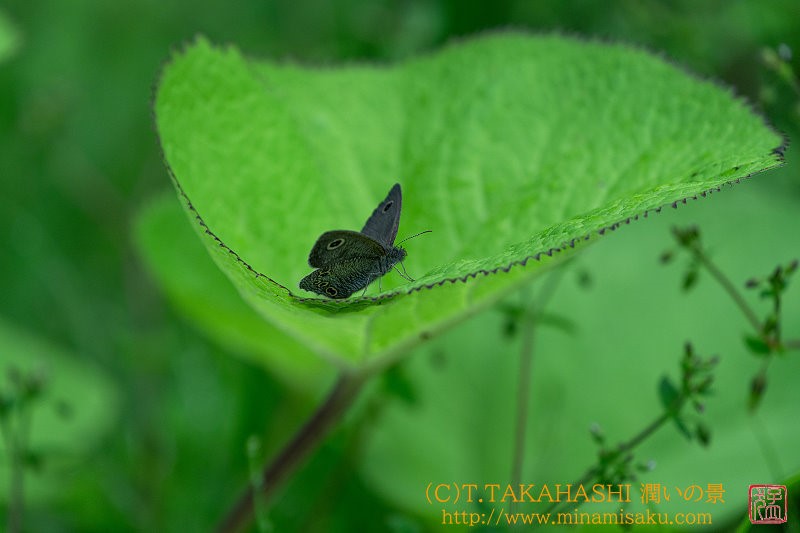 ../Images/7R250615 (10).jpg